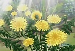 Ginga Densetsu Weed picture