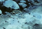 Ginga Nagareboshi Gin picture