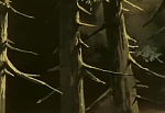 Ginga : Patience Dog! The Dark Shadow of the Iga Village! picture