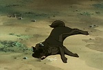 Ginga Nagareboshi Gin picture