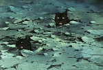 Ginga Nagareboshi Gin picture