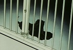 Ginga Nagareboshi Gin picture