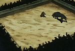 Ginga Nagareboshi Gin picture