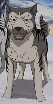 Detail Shigure