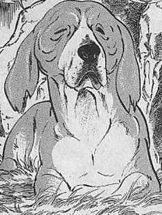 Detail Old dog