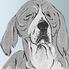 Old dog
