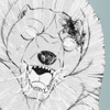 Hybrid Polar Bear
