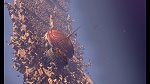 Image La Planète au Trésor