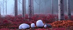 Image La Reine des Neiges 2