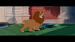The Lady and the Tramp picture