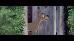 The Lady and the Tramp picture