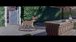 The Lady and the Tramp picture