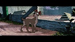 Image The Lady and the Tramp
