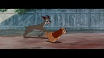 The Lady and the Tramp picture