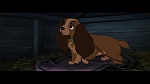 The Lady and the Tramp picture
