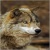 Red_Wolf99