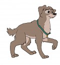 Scamp grown up