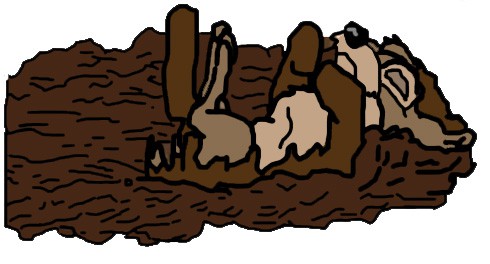 Muddy Scamp