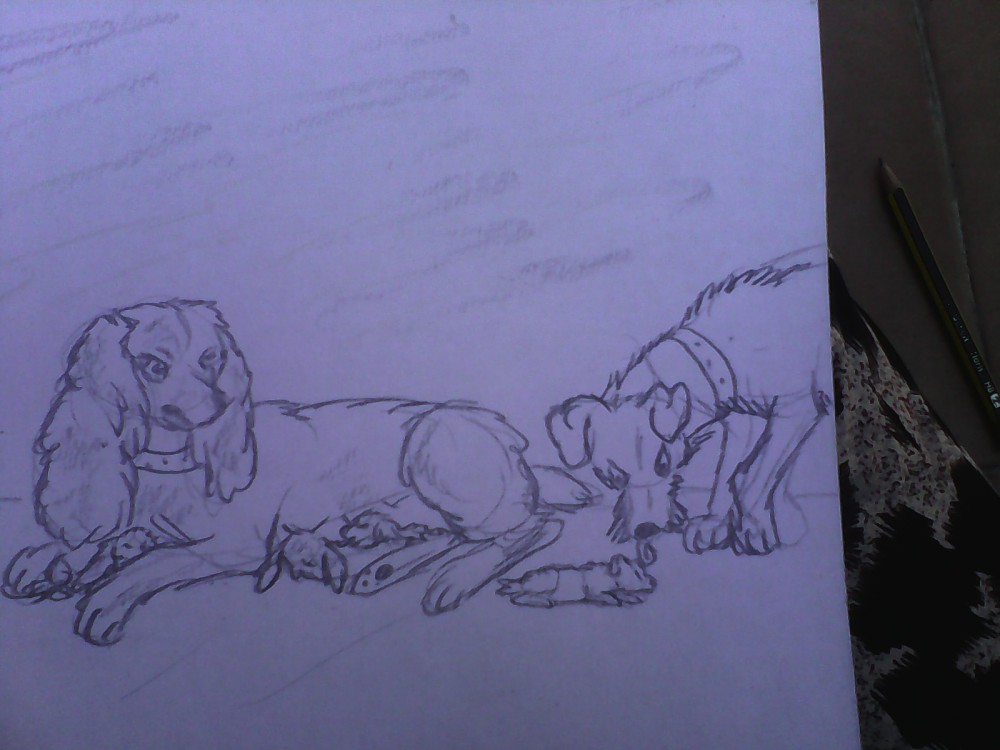 Lady , Clochard et leurs chiots