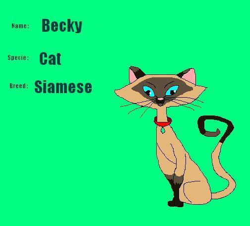 Becki the siamese