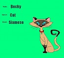 Becki the siamese