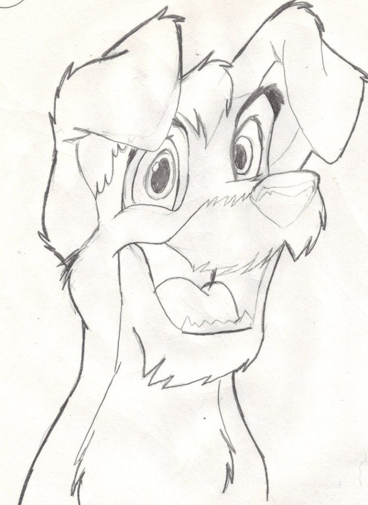 Scamp Doodle