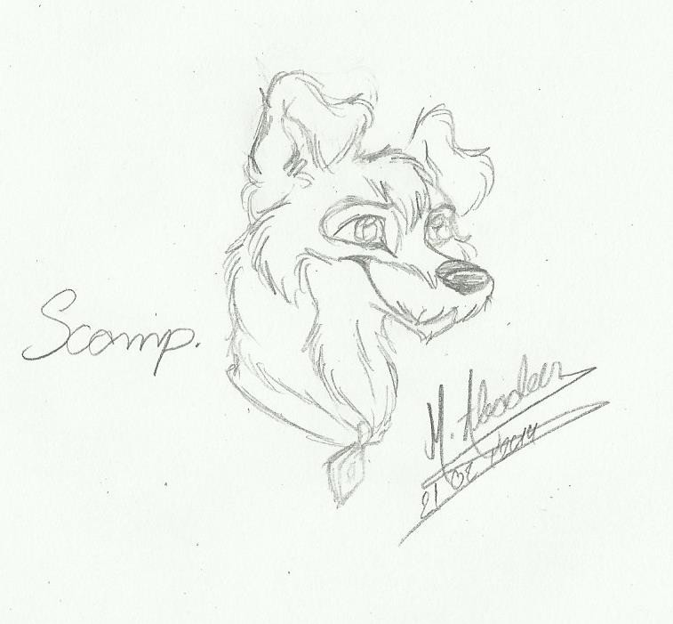 adult Scamp