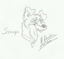 adult Scamp