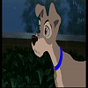 Dingo
