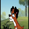 sassi