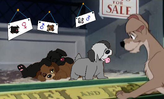## Adoptables! ##