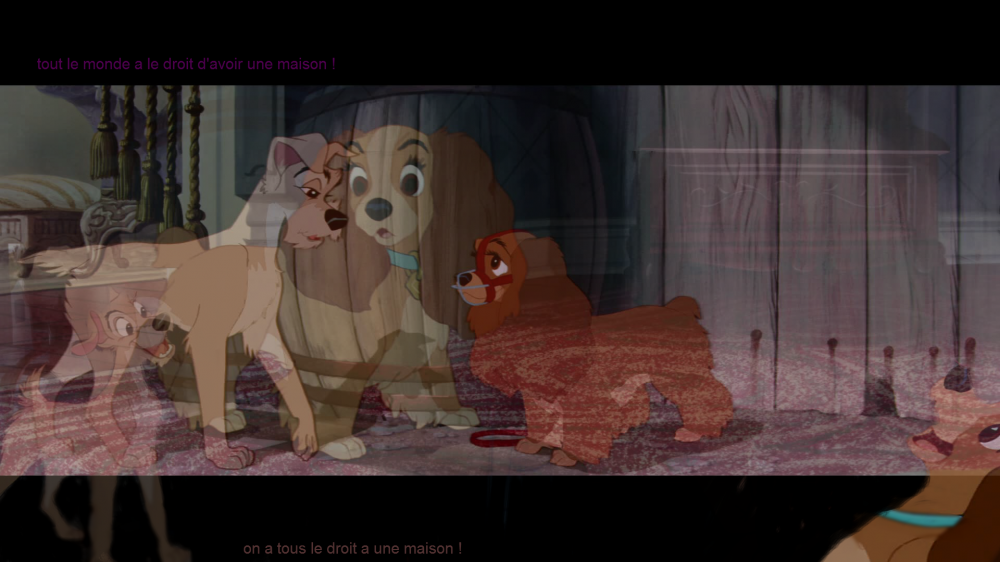 Tout les chien ont le droit d'avoir une maison 