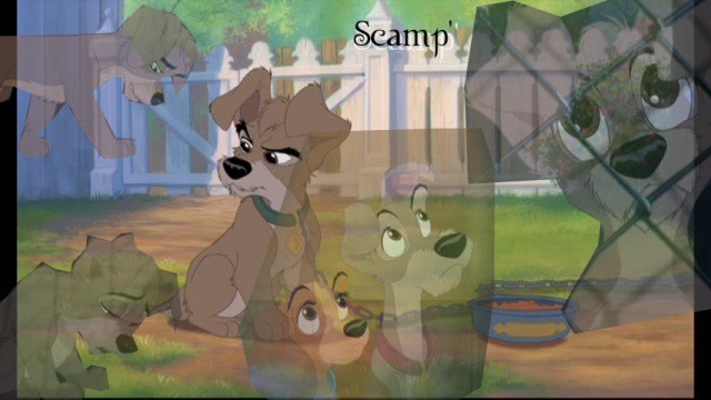 Signature Scamp
