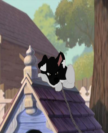 Stupid Cats....