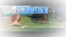 Lady