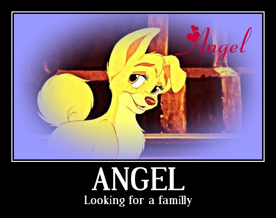 Angel, looking for a familly
