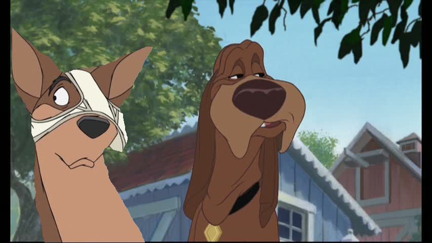 Funny dog