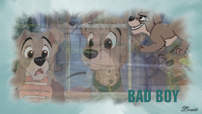 Bad Boy ! 