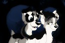 Trade with: Artic Wolf  The Perfect Time  