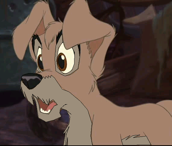 Tramp as a puppy
