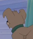 Scamp Avvie 