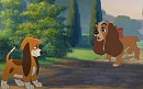 New hound in town