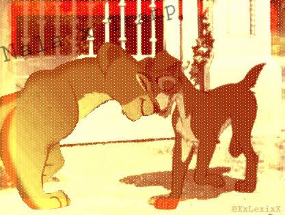 Nala and Tramp