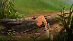 Image The Lion Guard