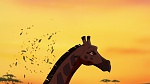 The Lion King 2 : Simba's Pride picture