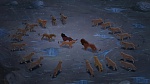 The Lion King 2 : Simba's Pride picture