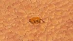 Image The Lion King