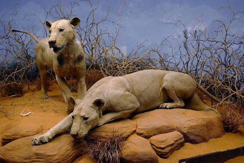 tsavo_lions