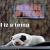 HowlingViva