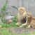 lionlionRG